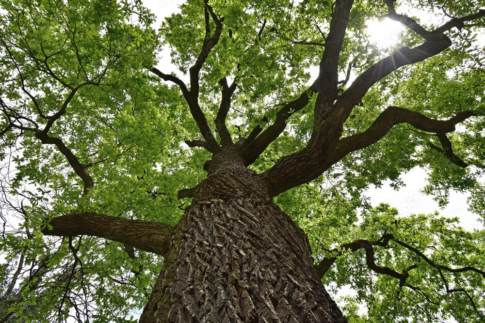 1000 F 662002505 phsUQAO6JZxX3Nma5s8ZSYIUdLicswt8